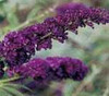 Buddleia davidii Black Knight 20ct Flat