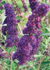 Buddleia davidii Black Knight 20ct Flat
