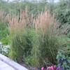 Calamagrostis acutiflora Karl Foerster 25 BR Plants
Photos courtesy of Walters Gardens, Inc.