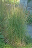 Calamagrostis acutiflora Avalanche 30ct Flat