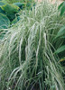 Calamagrostis acutiflora Overdam 20ct Flat