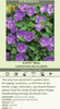 Campanula carpatica Clips Blue 30ct Flat