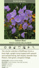 Campanula p Takion Series - Blue 25 BR Plants