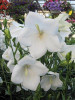 Campanula p Takion Series - White 25 BR Plants