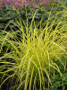 Carex elata Bowles Golden 30ct Flat