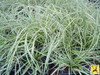 Carex oshimensis Evergold 30ct Flat
Photos courtesy of Walters Gardens, Inc