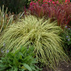 Carex oshimensis 'Evergold' (30)ct Flat