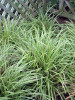 Carex morrowii Ice Dances 20ct Flat