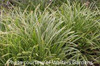 Carex morrowii Ice Dances 20ct Flat
