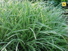 Carex morrowii Ice Dances 20ct Flat