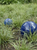 Carex morrowii Ice Dances 20ct Flat