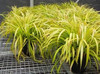 Carex siderosticha Banana Boat 20ct Flat