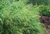 Chasmanthium latifolium 30ct Flat