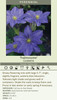 Clematis Fujimusume 10 Plants