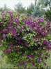 Clematis Jackmanii 10 Plants