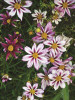 Coreopsis Cosmic Evolution PP22943 30ct Flat