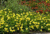 Coreopsis Galaxy PP21999 30ct Flat