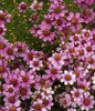 Coreopsis Heavens Gate PP16016 30ct Flat