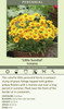 Coreopsis Little Sundial PP18460 30ct Flat