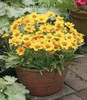 Coreopsis Little Sundial PP18460 30ct Flat