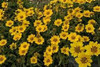 Coreopsis Little Sundial PP18460 30ct Flat
