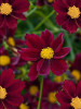 Coreopsis Mercury Rising PPAF 30ct Flat