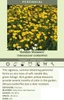 Coreopsis verticillata Golden Showers 25 BR Plants
