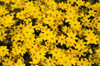 Coreopsis verticillata Golden Showers 25 BR Plants