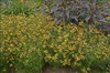 Coreopsis verticillata Route 66 PP20609 25 BR Plants