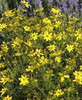 Coreopsis verticillata Zagreb
Photos courtesy of Walters Gardens, Inc