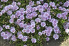 Delosperma LAVENDER ICE Psfave 30ct Flat