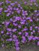 Delosperma TABLE MOUNTAIN John Proffitt 30ct Flat