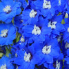 Delphinium Cobalt Dreams 
Photos courtesy of Walters Gardens, Inc