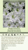 Delphinium elatum Double Innocence 30ct Flats