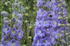 Delphinium Lilac Ladies 30ct Flat