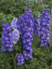 Delphinium NEW MILLENNIUM Stars 30ct Flat
Photos courtesy of Walters Gardens, Inc.