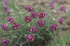 Dianthus Apple Slice PP21842 30ct Flat