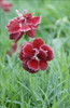 Dianthus Black Cherry Wild PP21893 30ct Flat
