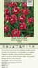 Dianthus Black Cherry Wild PP21893 30ct Flat