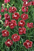 Dianthus Black Cherry Wild PP21893 30ct Flat