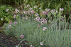 Dianthus Coconut Punch PP21876 30ct Flat