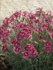 Dianthus Cranberry Ice PP18342 30ct Flat