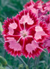 Dianthus Cranberry Ice PP18342 30ct Flat