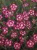 Dianthus Cranberry Ice PP18342 30ct Flat