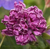 Dianthus Dragon Fruit PP21894 30ct Flat