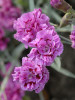 Dianthus Dragon Fruit PP21894 30ct Flat