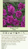 Dianthus Dragon Fruit PP21894 30ct Flat