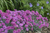 Dianthus Dragon Fruit PP21894 30ct Flat