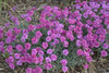 Dianthus Dragon Fruit PP21894 30ct Flat