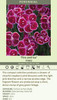Dianthus Fire and Ice PPAF 30ct Flat